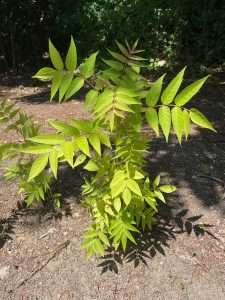 Nasty Invaders: Tree Of Heaven Removal in Vancouver, WA | Alpha Tree Care